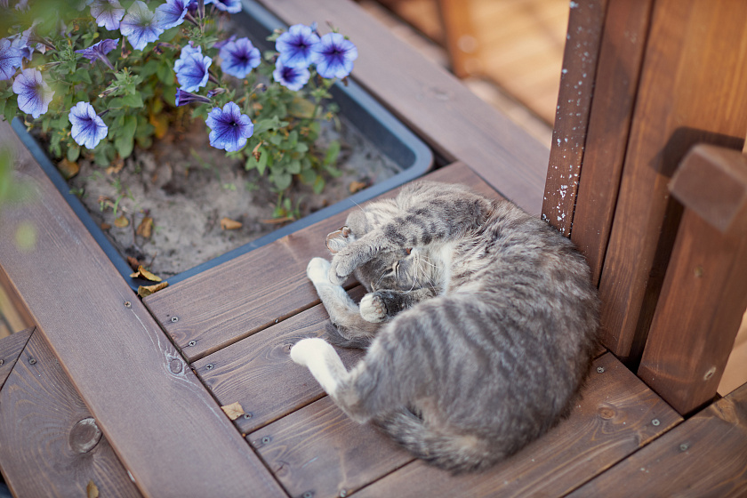 Лето Мисс Брянск